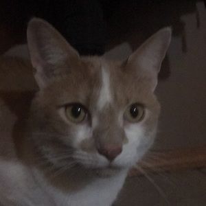 Meet your Posher, William